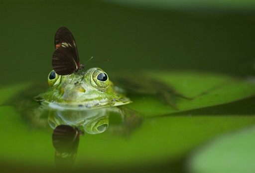 Frog in pond with butterfly
